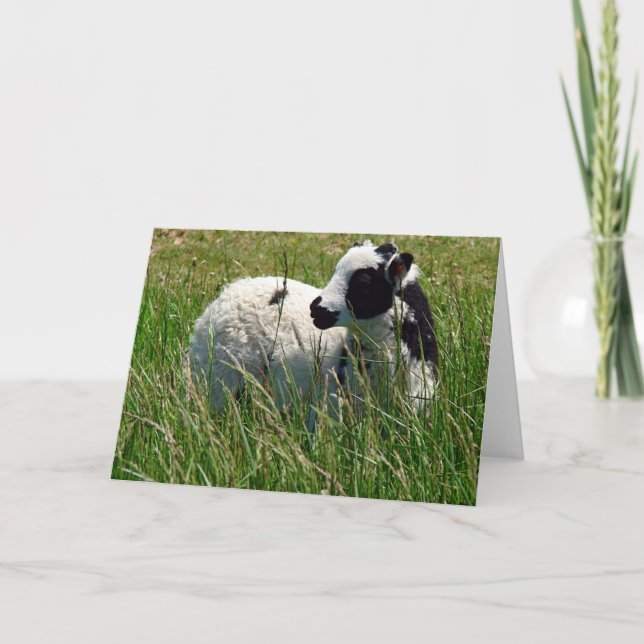 Jacob Ram Lamb Card (Front)