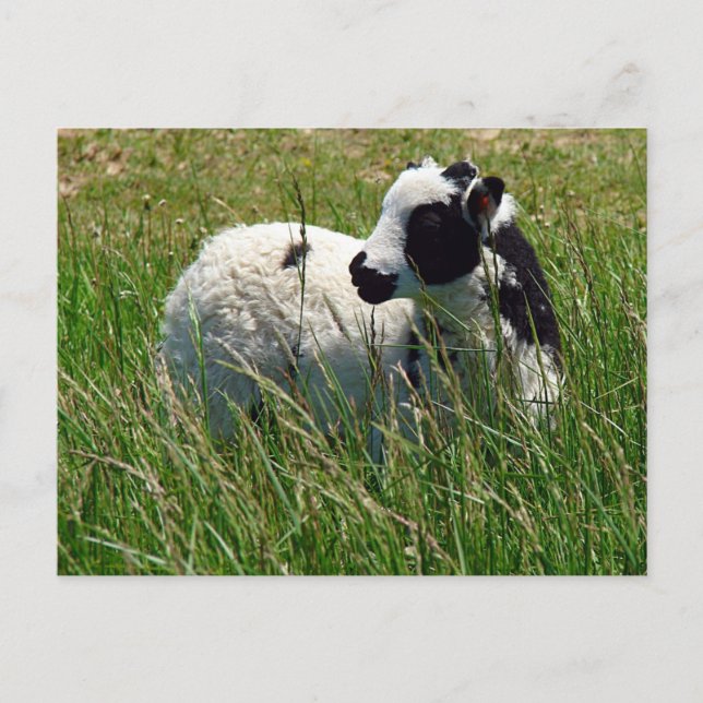 Jacob Ram Lamb Postcard (Front)