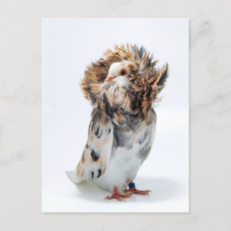 Jacobin Pigeon Postcard