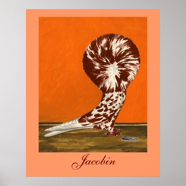 Jacobin Pigeon Red Splash Poster (Front)