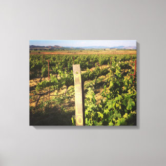 Jacuzzi Vineyards in the Grapes Canvas Print
