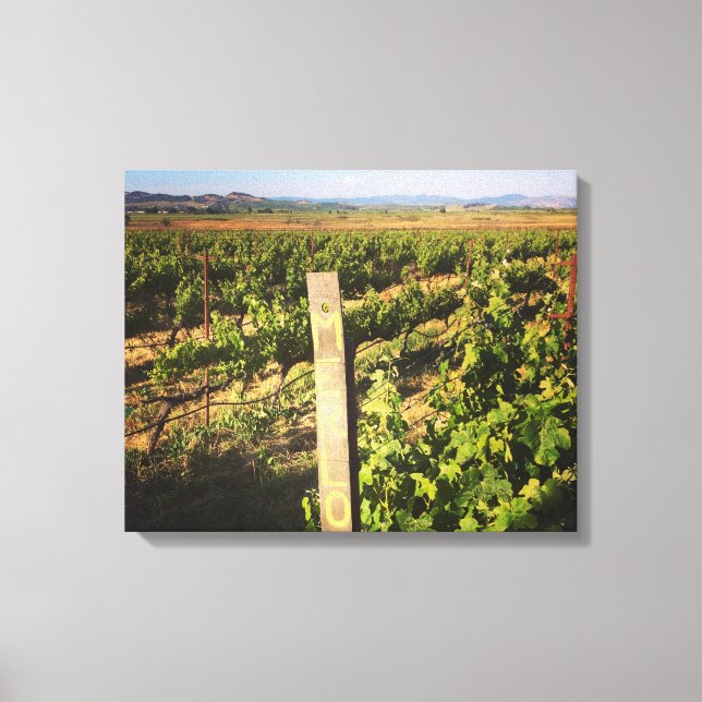 Jacuzzi Vineyards in the Grapes Canvas Print (Front)