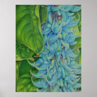 Jade Vine