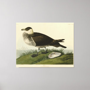 Jager (Pomarine Jaeger) Audubon's Birds of America Canvas Print
