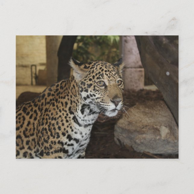 Jaguar # 11 postcard (Front)