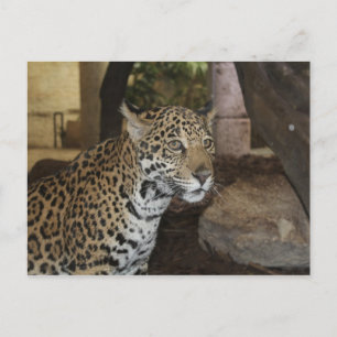 Jaguar # 13 postcard