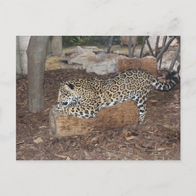 Jaguar # 9 postcard (Front)