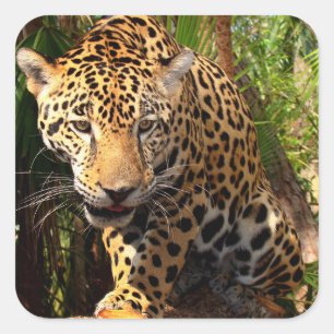 Jaguar Adolescent Sticker