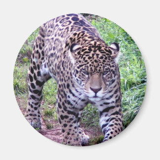 Jaguar Africa Jungle Safari Nature Peace Destiny Magnet