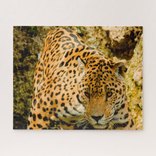 Jaguar Big Cats . Jigsaw Puzzle