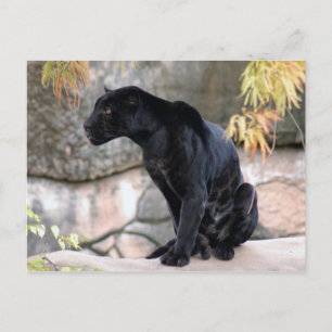 Jaguar black4x6 postcard