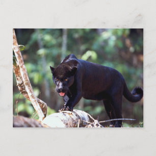 Jaguar, black-phase (Panthera onca) Postcard