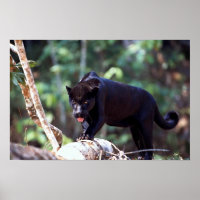 Jaguar, black-phase (Panthera onca)