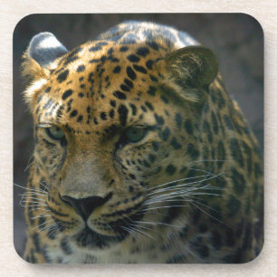 Jaguar Coaster