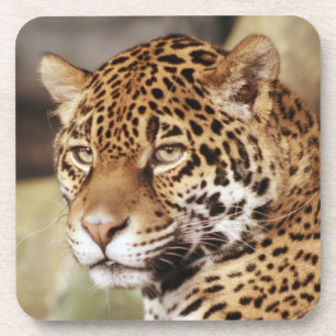 Jaguar Coaster Set