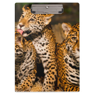 Jaguar family clipboard