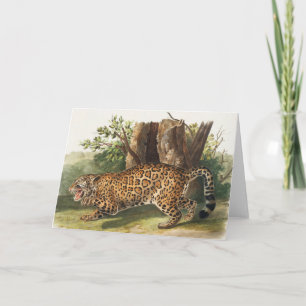 Jaguar (Felis onca) Illustration Card