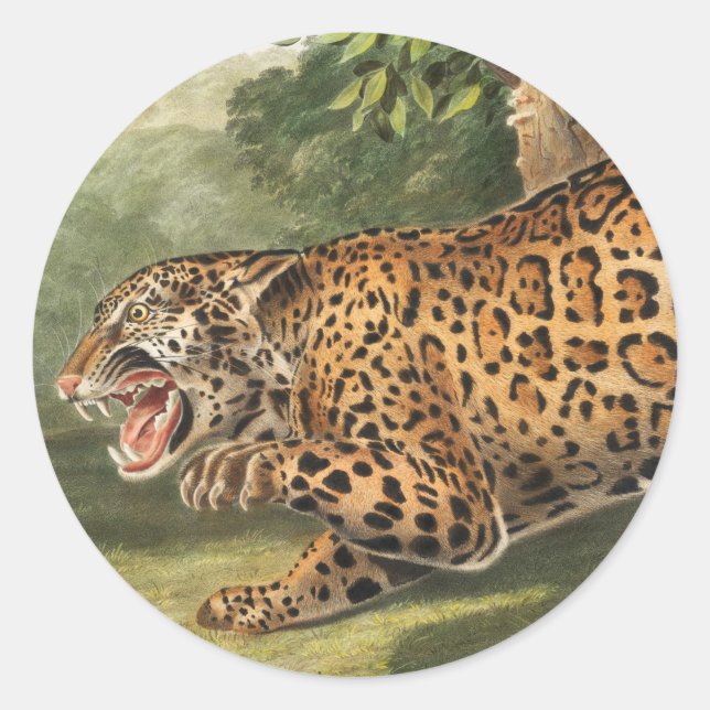 Jaguar (Felis onca) Illustration Classic Round Sticker (Front)