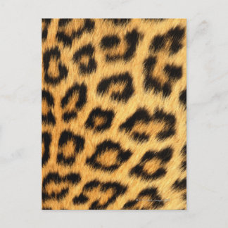 Jaguar Fur Postcard