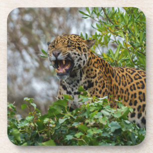 Jaguar Growl Coaster