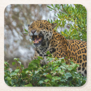 Jaguar Growl Square Paper Coaster