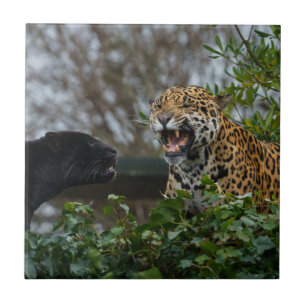 Jaguar Growl Tile