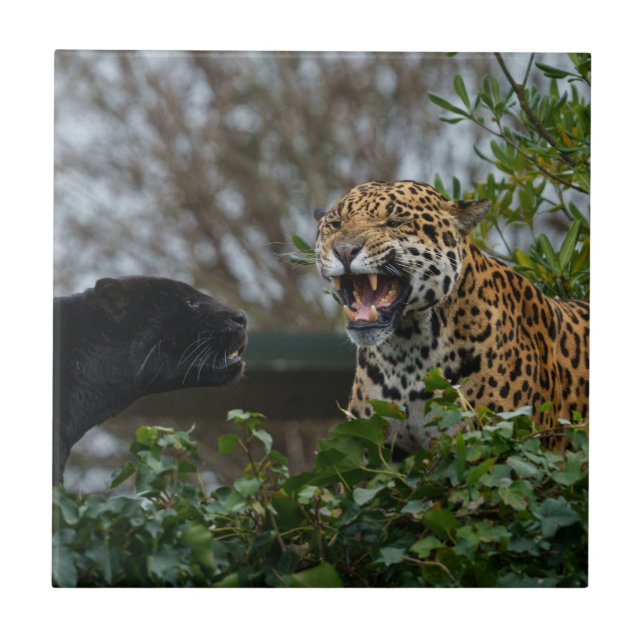 Jaguar Growl Tile (Front)
