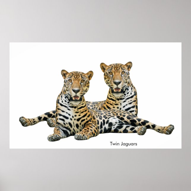 Jaguar image for Poster (Front)