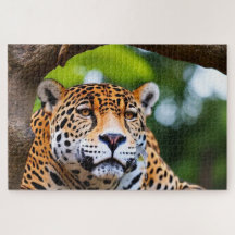 Jaguar In A Tree