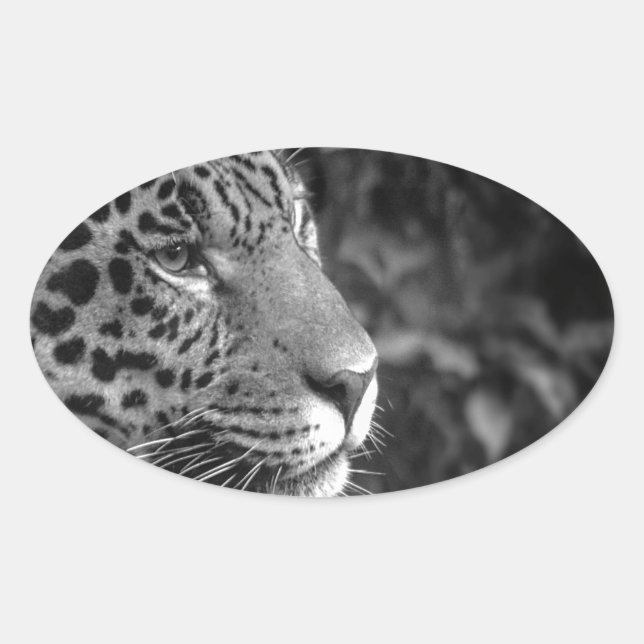 Jaguar in black and white oval sticker (Front)