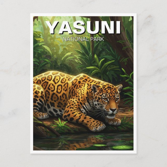 Jaguar in Yasuni National Park Ecuador Postcard (Front)