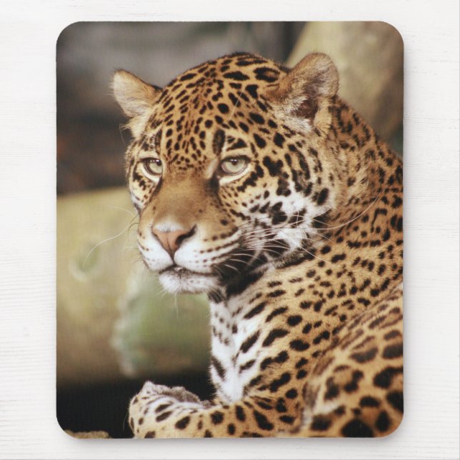 Jaguar Mousepad (Front)