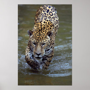 Jaguar (Panthera onca) in muddy river Poster