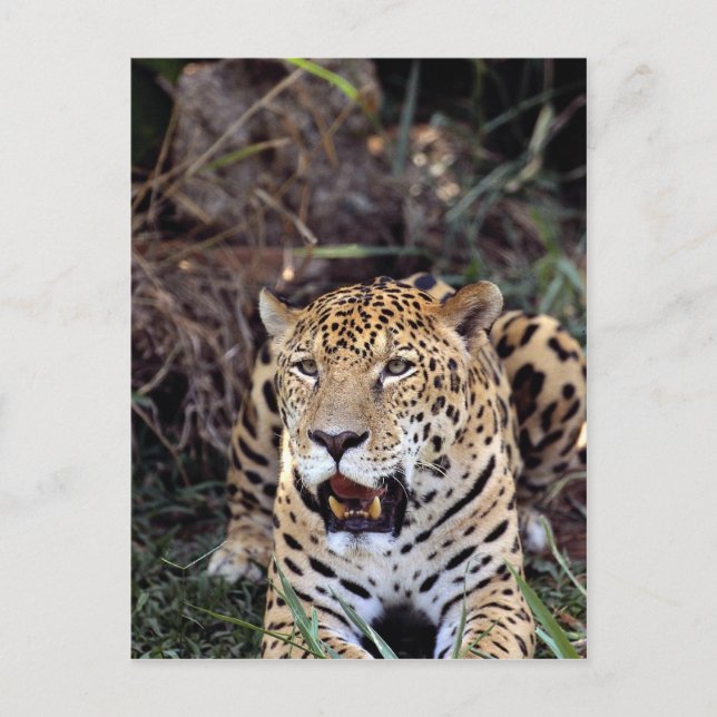 Jaguar (Panthera onca) Postcard (Front)