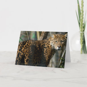 Jaguar Photo Greeting Card