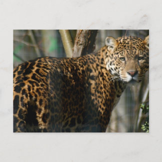 Jaguar Photo Postcard