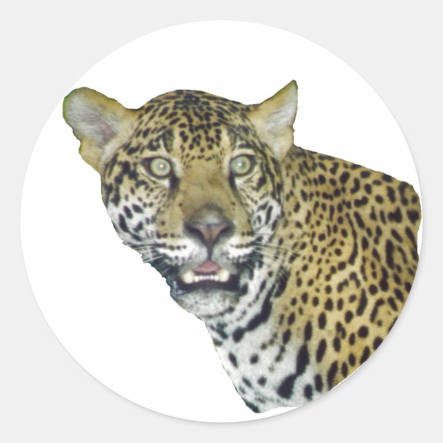 Jaguar Picture Classic Round Sticker (Front)