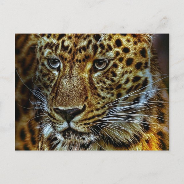 Jaguar Postcard (Front)