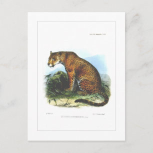 Jaguar Postcard