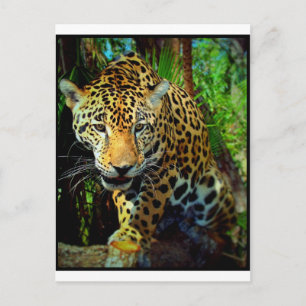Jaguar Postcard