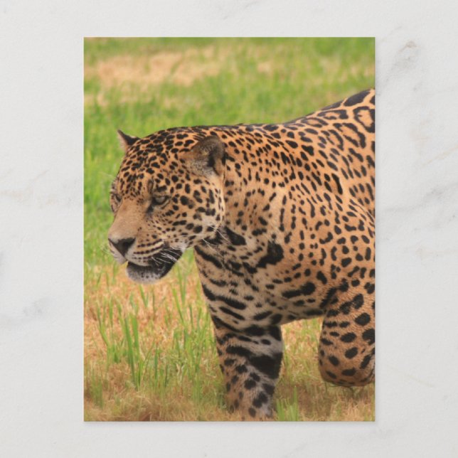 Jaguar Postcard (Front)