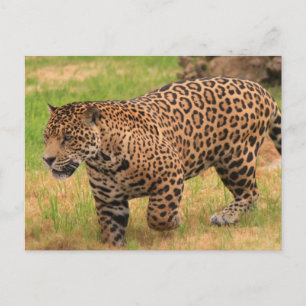 Jaguar Postcard