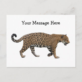 Jaguar Postcard