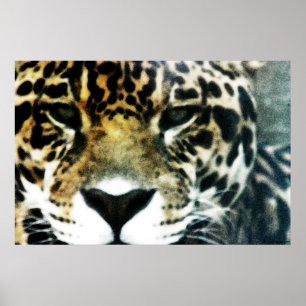 Jaguar Poster