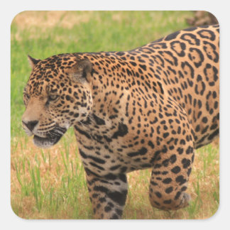 Jaguar  Stickers