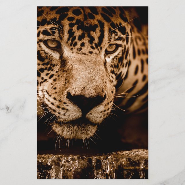 jaguar water stalking eyes (Front)