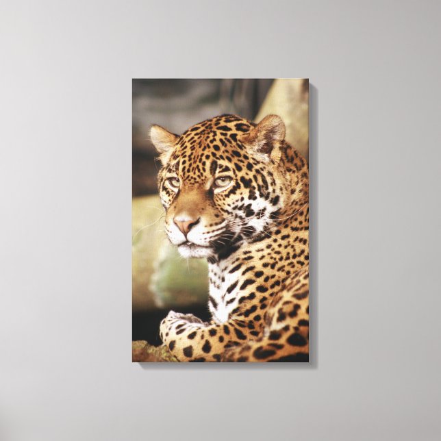 Jaguar Wrapped Canvas (Front)