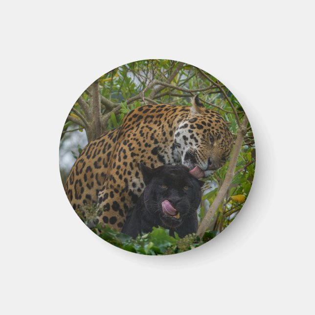 Jaguars In Love Magnet (Front)