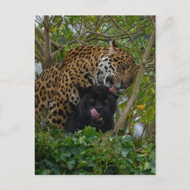 Jaguars In Love Postcard (Front)
