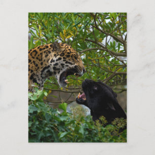 Jaguars In Love Postcard